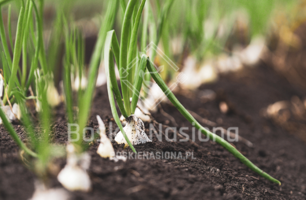 cebula biała nasiona