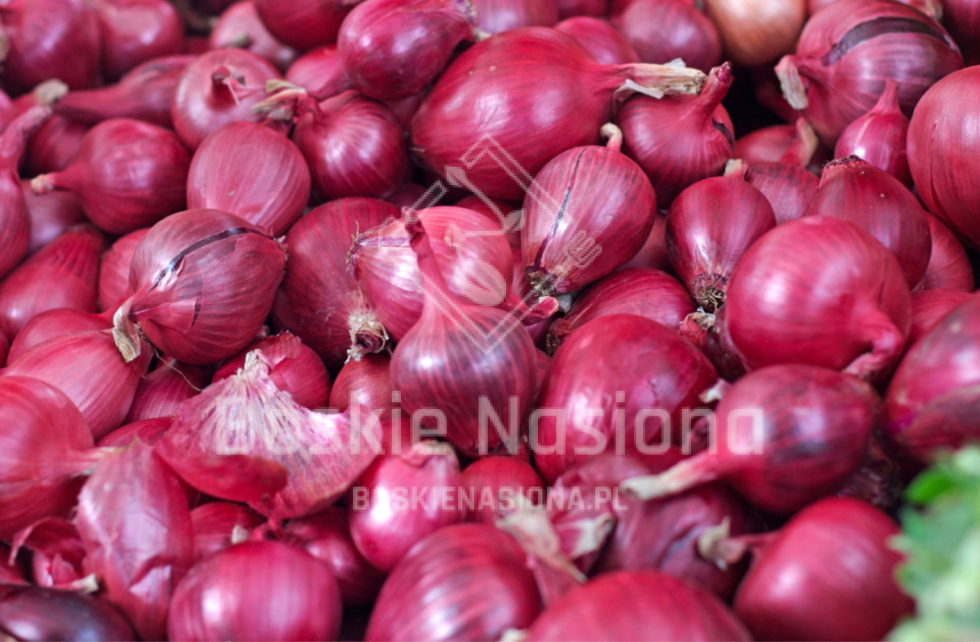 nasiona cebuli