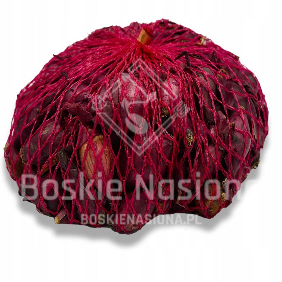 cebula czerwona nasiona