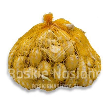 cebula biała nasiona ogrodowe