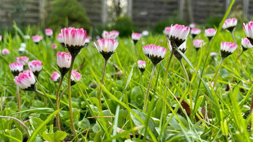 jak siać kwiaty z nasion