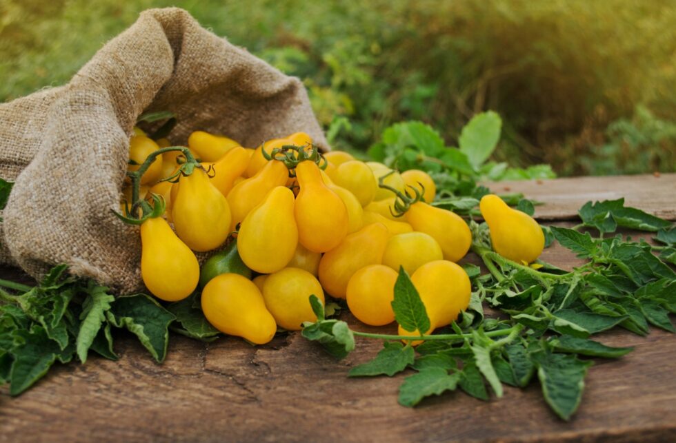 33d50e1b7d2e5a5b20c1ba014673a8cc