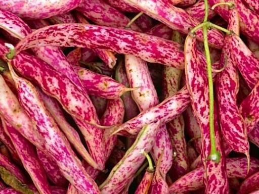 6587bc3ce8a2b229a2f1b2e4d2de7842