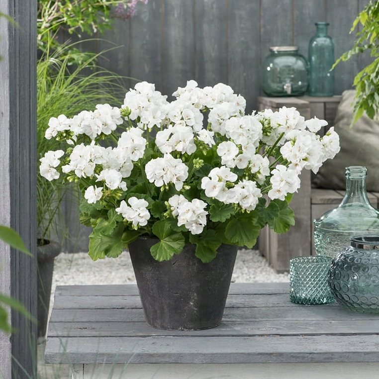 4cc1af6b808a5f1cdae7ced168d6a611