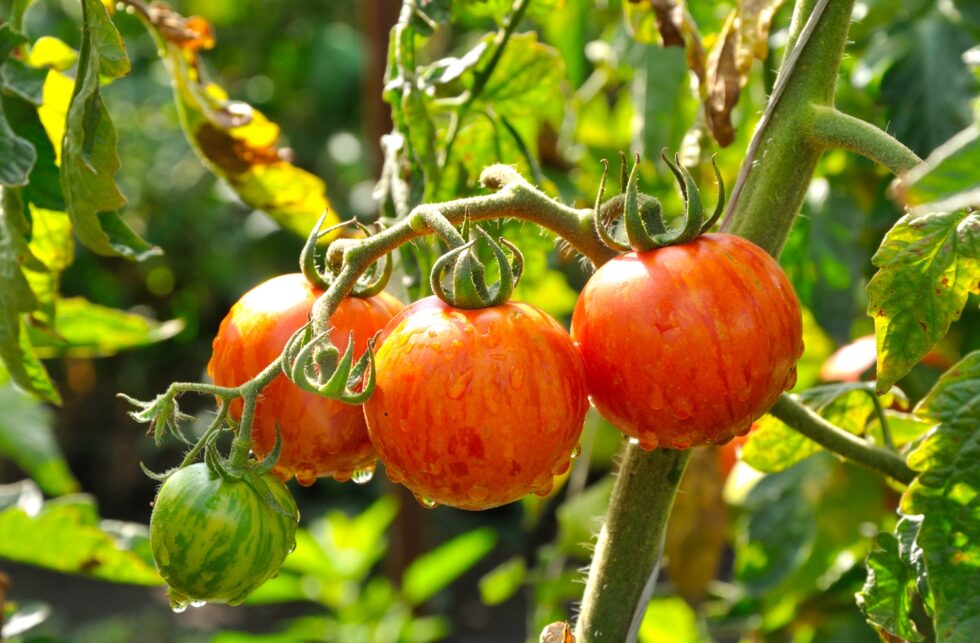 6bc4477c41052abdff7b4736b51e84bd