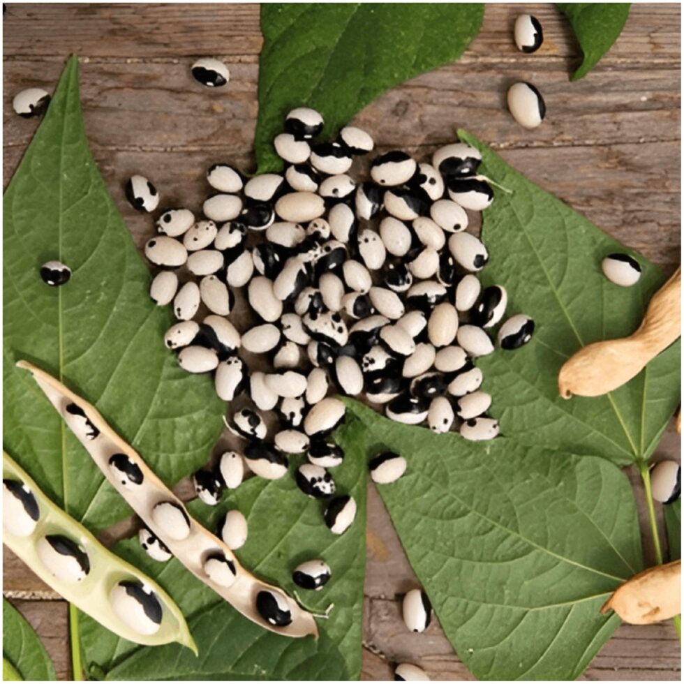 62a7c96f3d44c5f88d375138d8ac39d5