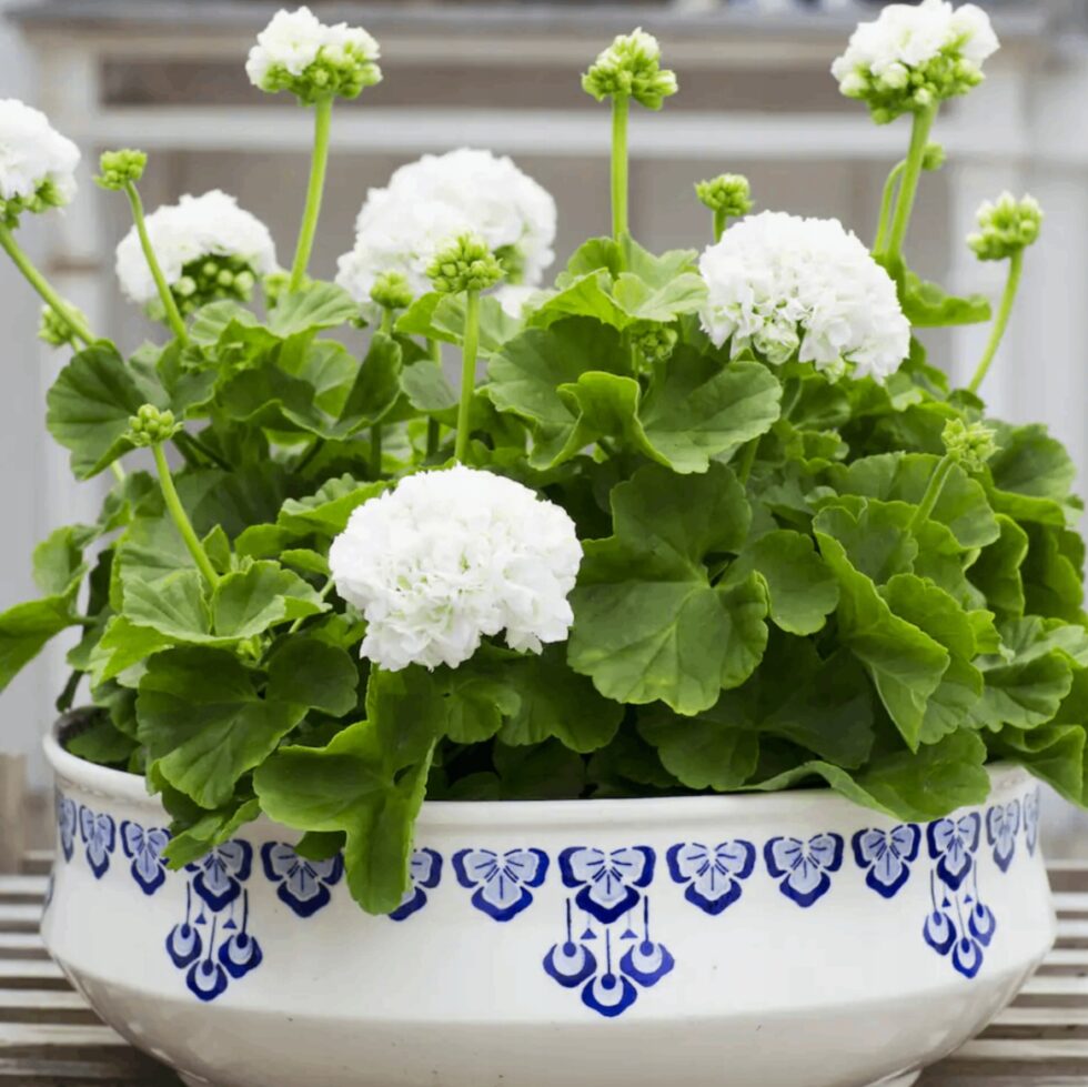 4c7e3968c94107d46891b0549e7c8ded