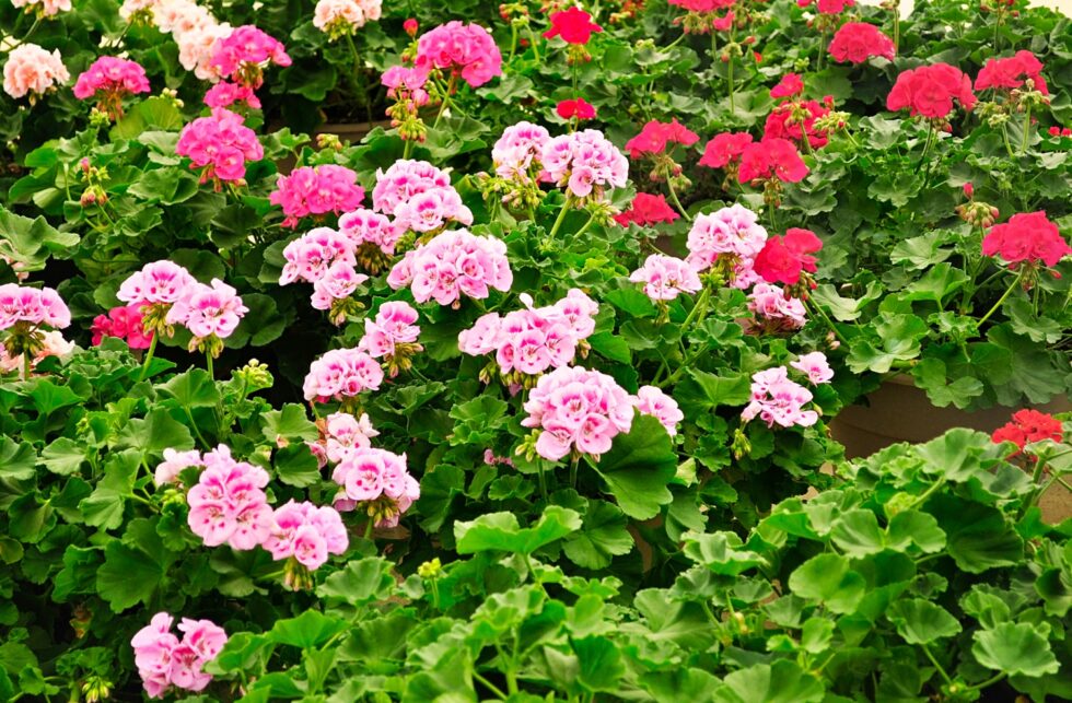 ca88e021047220a1b37aedb94c2fa036