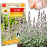 3a1135df89efe9202c2a879a68e08f0d