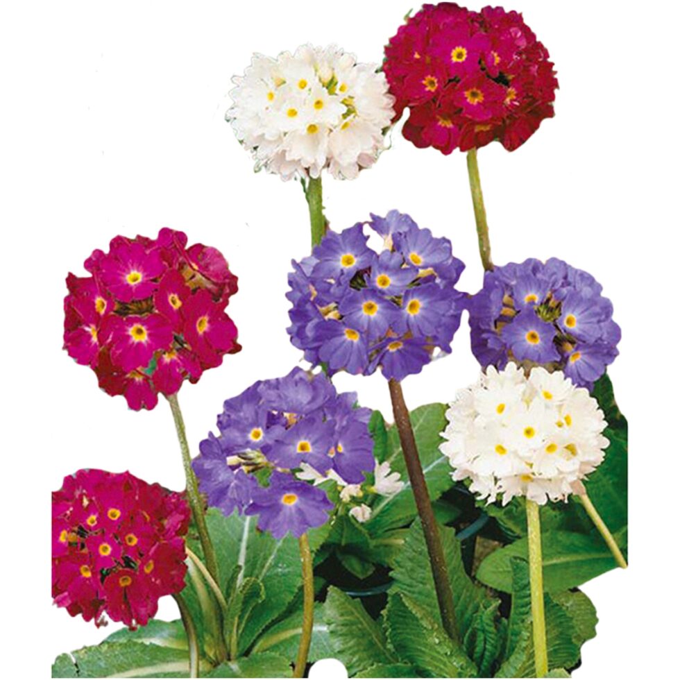 8ce9a3205985591081247b46fcf937d9