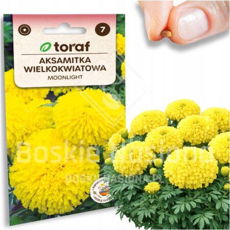 24729dee00bc4707251ffd45488fbde2