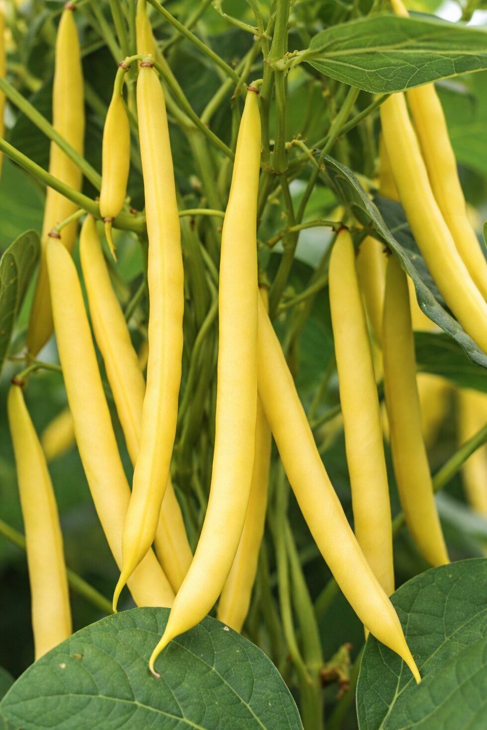 cc08e0cbd656a1181067ac0cf208a7a8