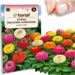 6cc7e1b2f9c82a22cd422c9efea47fb5