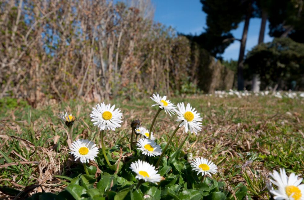 ba86e430bc061b294535aee6634883ea