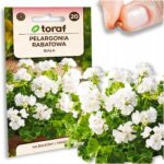 009b2ae99efe6c31f4daefc2e28a9451