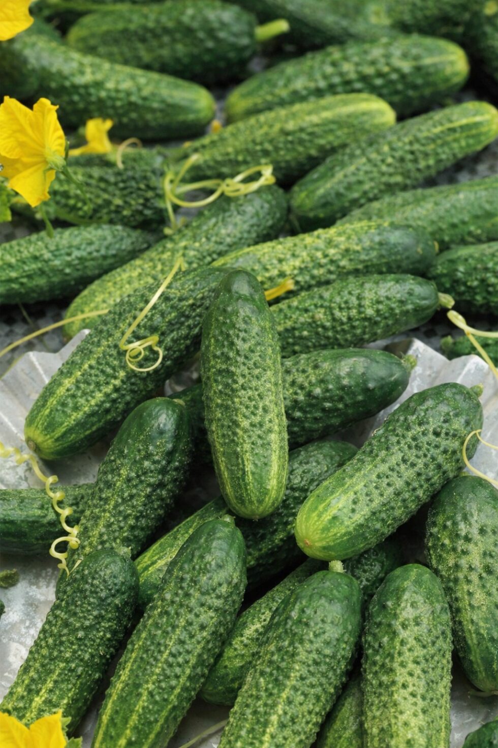 3c20603526e0f5c64108d42fe1cfba8e